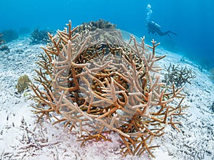 Staghorn coral, Acropora cervicornis. Bonaire, Caribbean Netherlands. Diving holiday