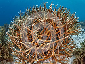 Staghorn coral, Acropora cervicornis. Bonaire, Caribbean Netherlands. Diving holiday photo