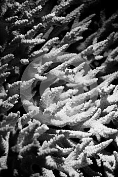 Staghorn Coral photo