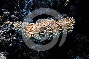 Staghorn coral Acropora cervicornis Tropical waters