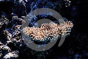 Staghorn coral (Acropora cervicornis) Tropical waters