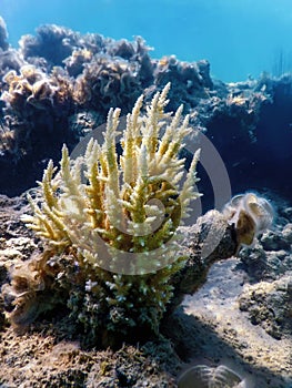 Staghorn coral (Acropora cervicornis) Tropical waters photo