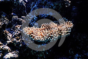 Staghorn coral (Acropora cervicornis) Tropical waters photo