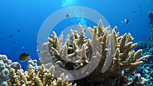 Staghorn coral, Acropora pulchra, with tropical fish underwater in the Red sea