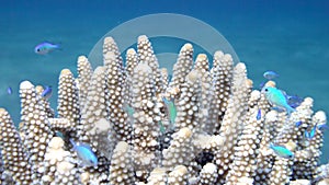 Staghorn coral, Acropora pulchra, with tropical fish underwater in the Red sea