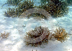 Staghorn coral across the sandy ocean bottom