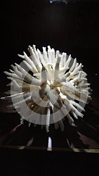 Staghorn Coral with a black background photo