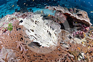 Staghorn coral bleaching caused by sea water thermal rising