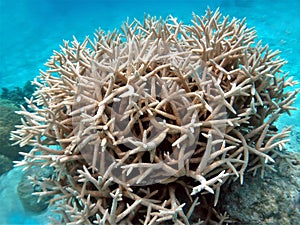 Staghorn Coral community photo
