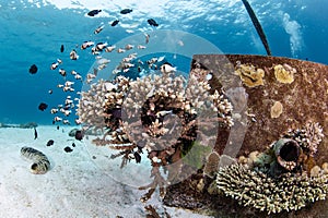 Staghorn coral growing on concrete mooring block