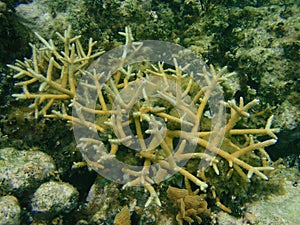 Staghorn coral I photo