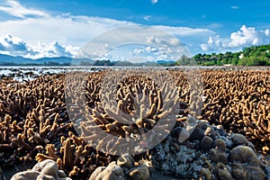 Staghorn coral during low tide