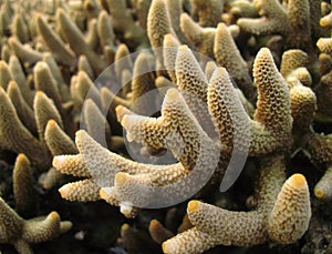 Staghorn Coral Macro photo