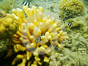 Staghorn coral off the shore of Nananu-i-Ra island, Fiji