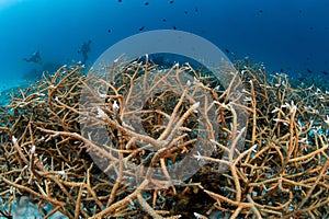 Staghorn coral at Racha Noi island dive site in Phuket, Thailand