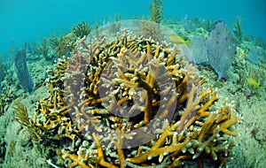 Staghorn coral and sea fans
