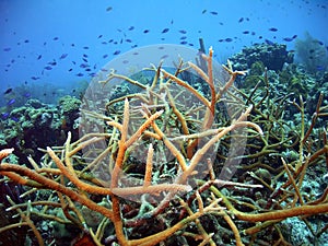 Staghorn Coral Seascape w/ Schooling Chromis