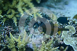 Staghorn coral under the sea in the cockburn island of Myanmar