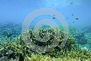 Staghorn coral under the sea in the cockburn island of Myanmar