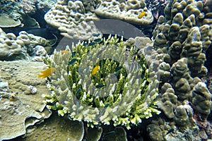 Staghorn coral under the sea in the cockburn island of Myanmar photo