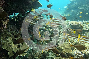 Staghorn coral under the sea in the cockburn island of Myanmar