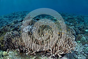 Staghorn Corals on Reef