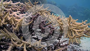 Staghorn corals on sandy bottom on reef on Red Sea