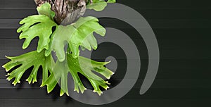 Staghorn fern on black background.