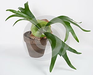 Staghorn Fern with New Green Sterile Shield