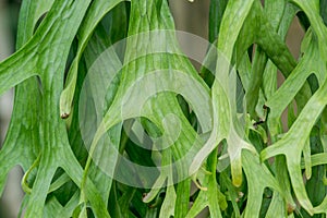 Staghorn Fern. Platycerium holttumii Joncheere & Hennipman.