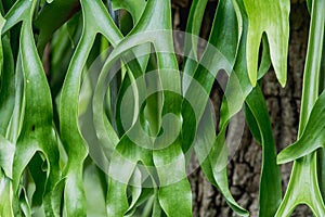 Staghorn Fern