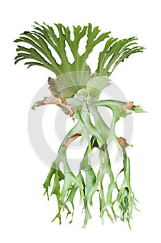 Staghorn fern, Platycerium superbum, ornamental tropical plant i