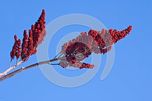 Staghorn Sumac