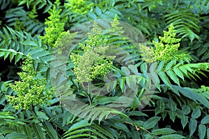 Staghorn Sumac  44350