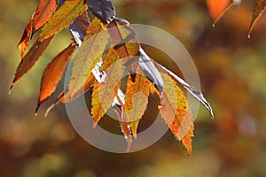 Staghorn Sumac Fall Leaves