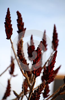 Staghorn sumac fruits