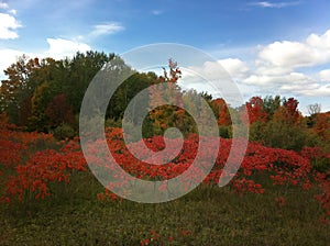 Staghorn sumac growing on a hillside.