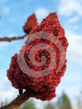 Staghorn sumac (Rhus typhina)