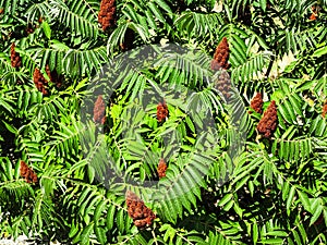 Staghorn sumac (Rhus typhina)