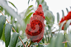 Rhus typhina, red blossom of sumac tree photo