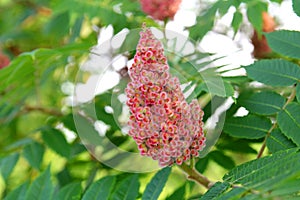 Staghorn Sumac Tree Pink Seed Cluster