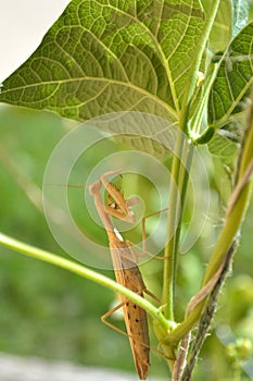 Stagmomantis californica praying mantis