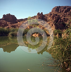 Stagnant Desert Pond