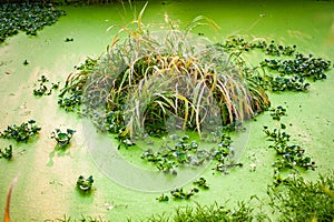 Stagnant pond overgrown with green algae