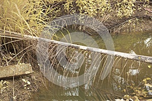 the stagnant rain water inundated at the oil palm field and drain