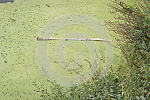 Stagnant water with algae bloom. Polluted river water