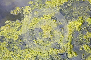 Stagnant water background with algae emerging on surface in a lake