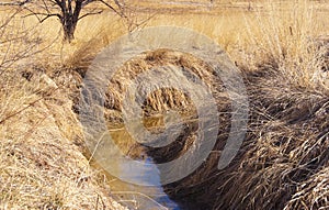 Stagnant Water in a Dry Field