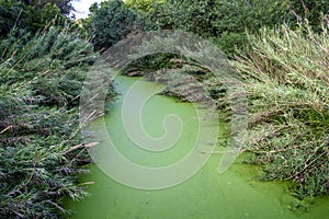 Stagnant water in a river in the province of Barcelona