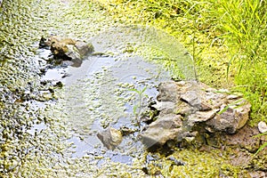 Stagnant water with stones emerging on the surface